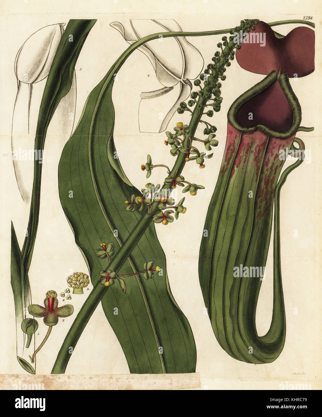 Nepenthes Also Known As Tropical Pitcher Plants, The Pitchers Of This Plant  Trap Insects That Are Then Digested As Food, Vintage Line Drawing Or  Engraving Illustration. Royalty Free SVG, Cliparts, Vectors, and
