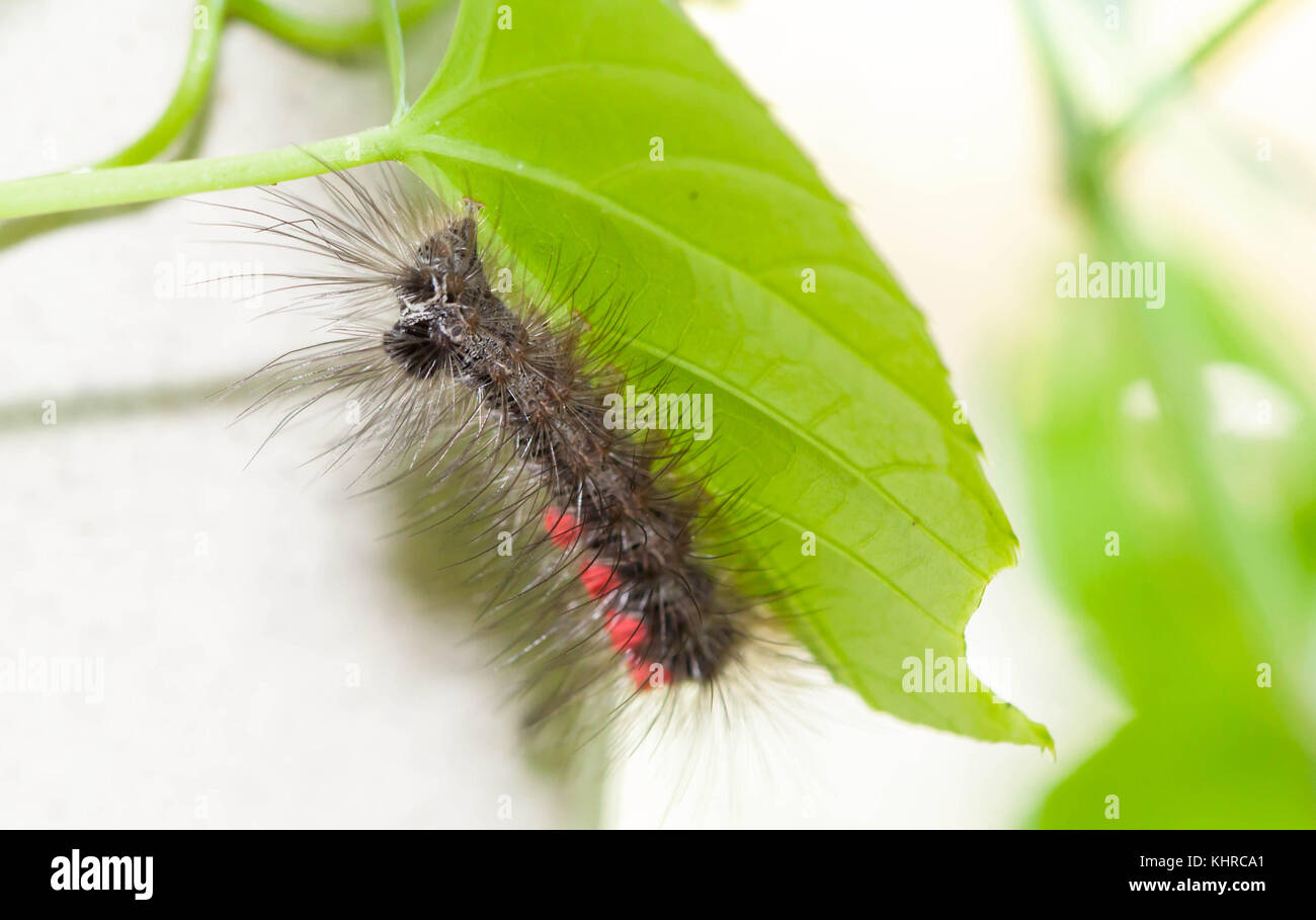 Close up of caterpillar on the green leaf Stock Photo - Alamy