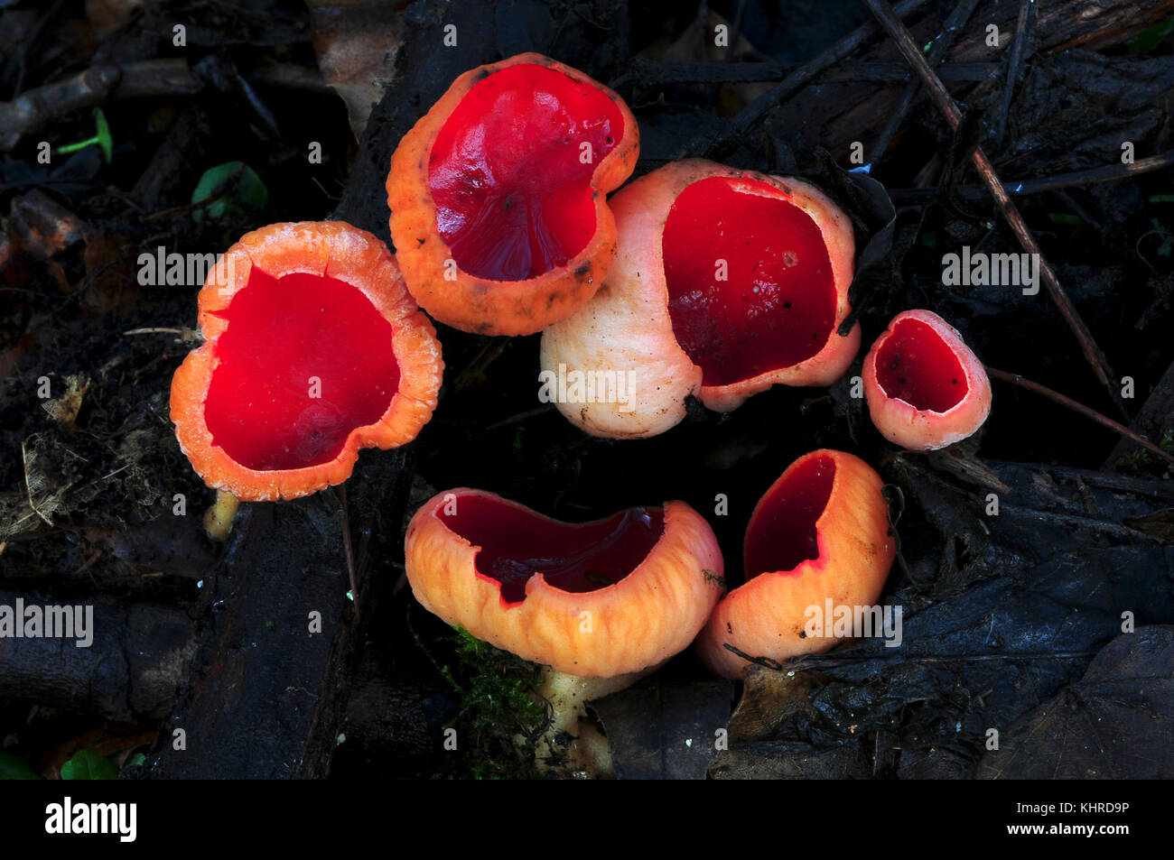 Scarlet elf cup fungi. Dorset, UK February Stock Photo