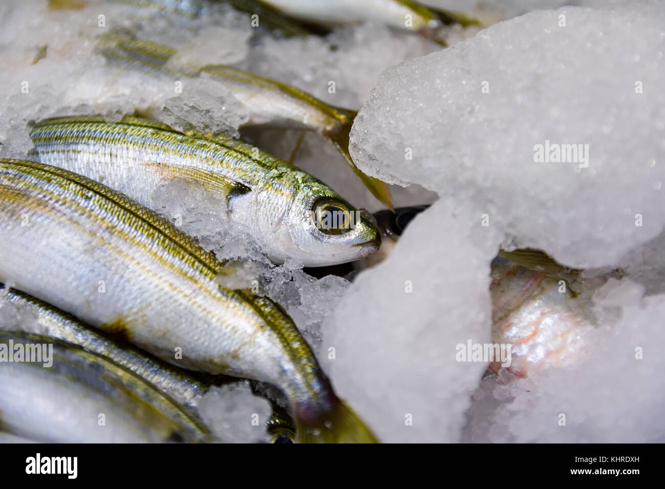Close-Up Of Freshly Caught Bogue Fish Or Boops Boops For Sale In The Greek Fish Market Stock Photo