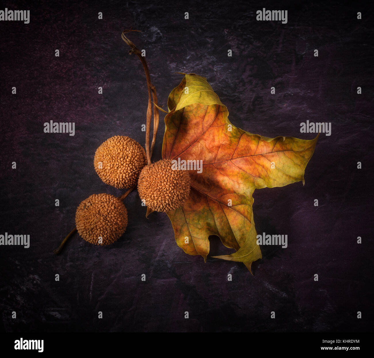 Autumn still life with a Platanus (Plane) leaf and three seedpods Stock Photo