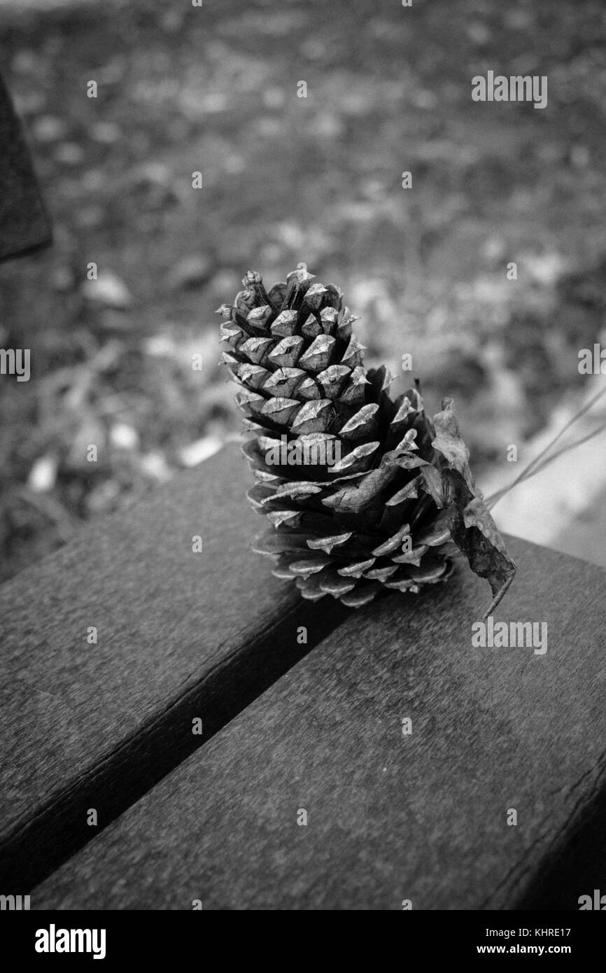 Pine cone sitting on the edge of a park bench Stock Photo