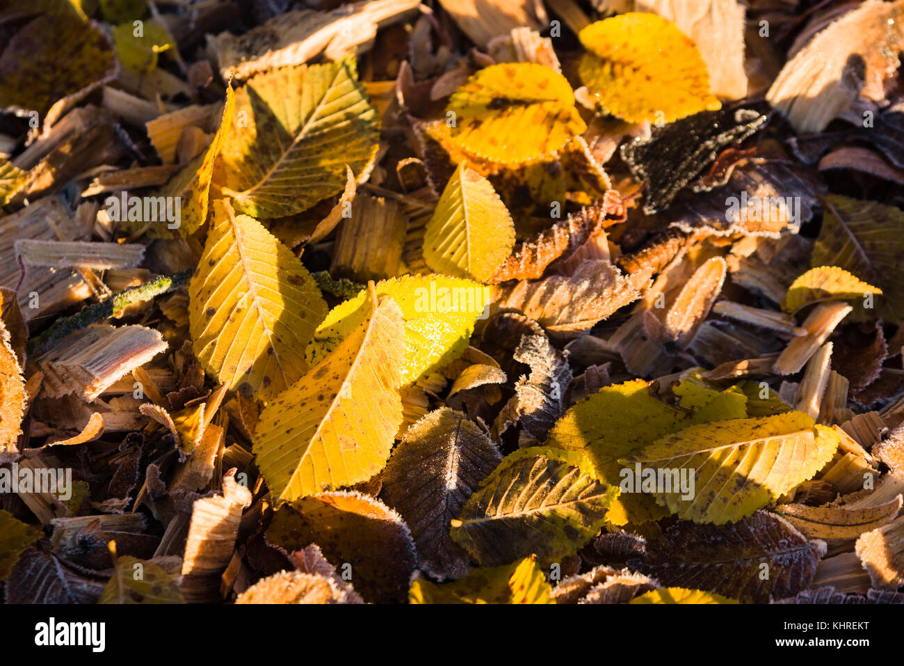 Yellow leaves on the ground in fall Stock Photo - Alamy
