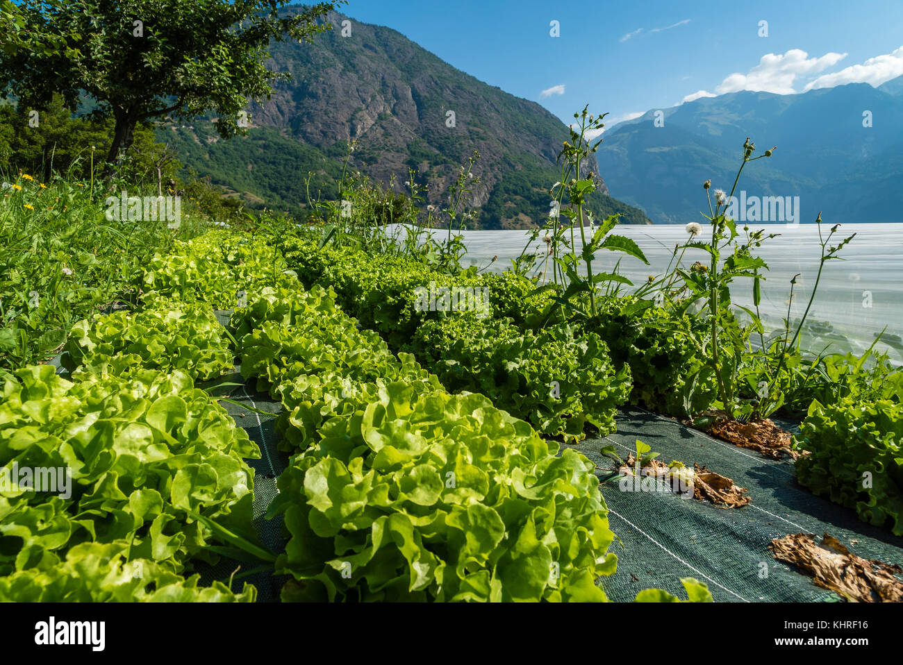Organic salad crops in the mountains of France Stock Photo