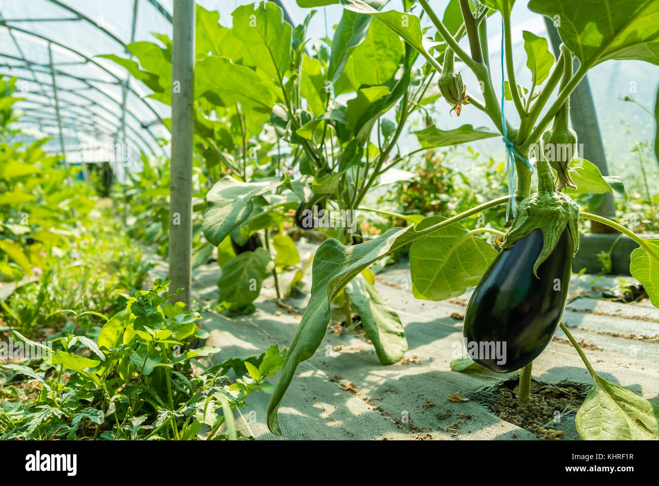 Organic eggplant crops in the summer in France Stock Photo Alamy