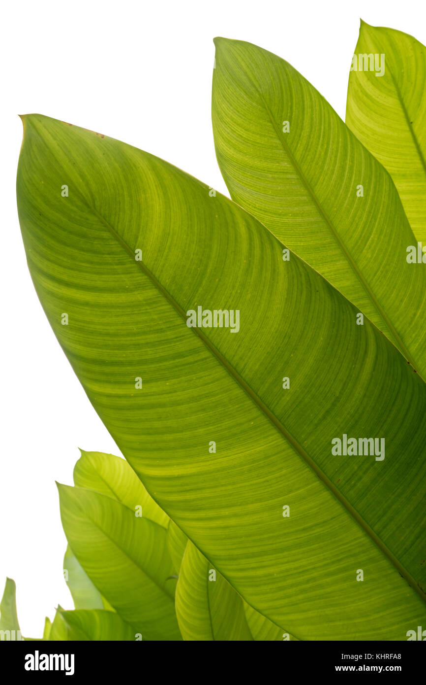 Banana leaf Stock Photo