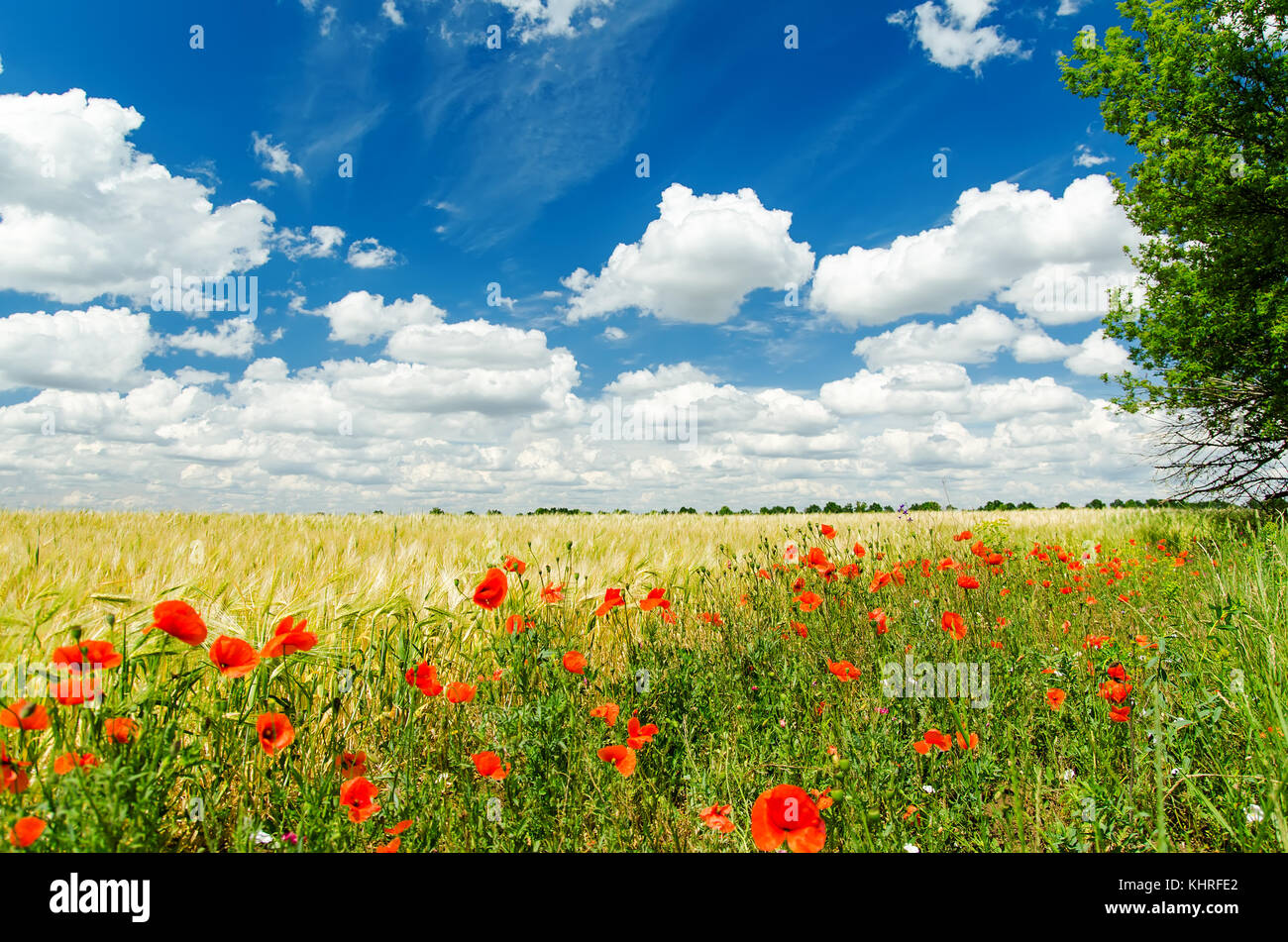 red poppies on field and white clouds on deep blue sky Stock Photo - Alamy
