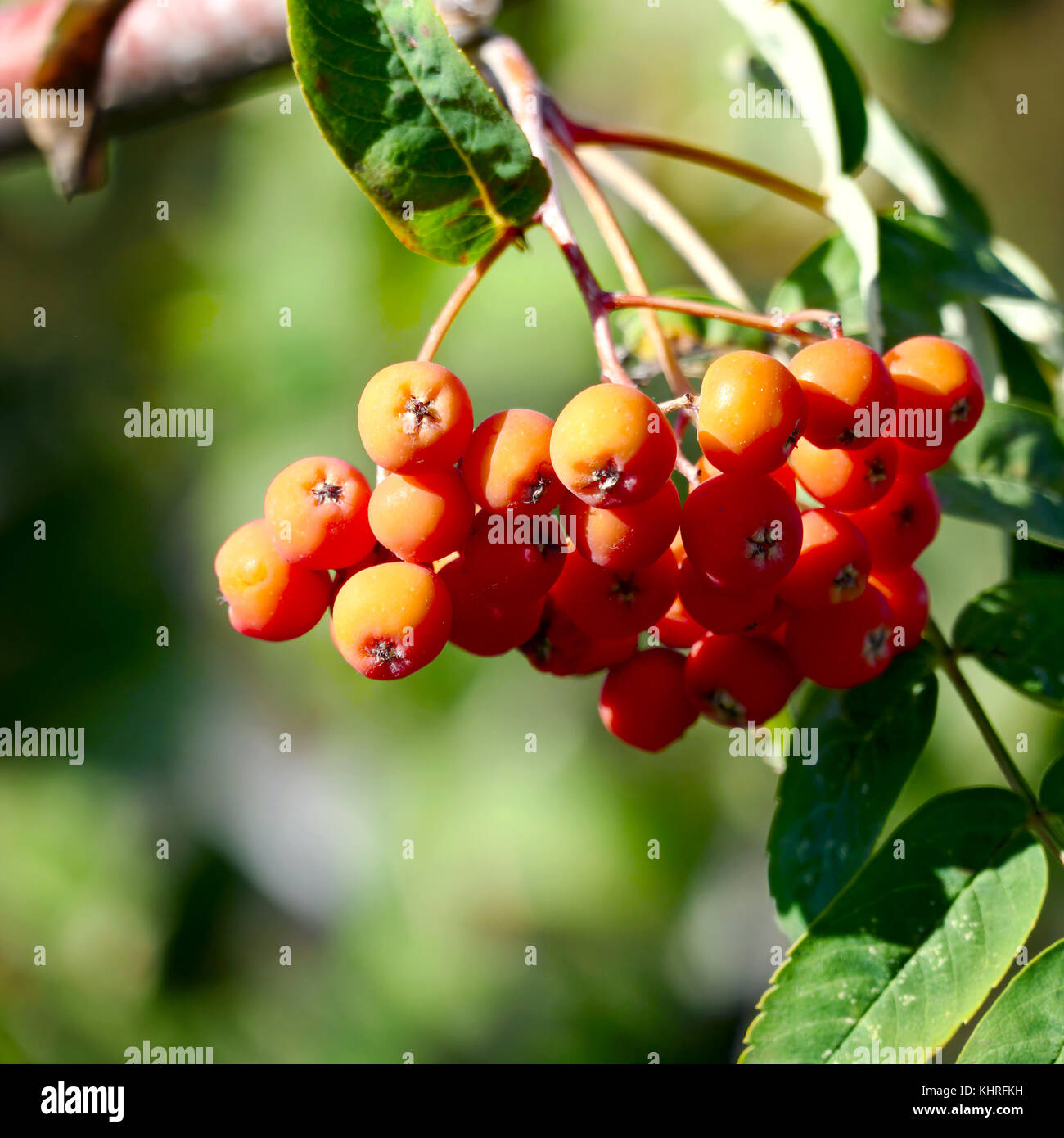 Rowan berries on blurry background. Stock Photo