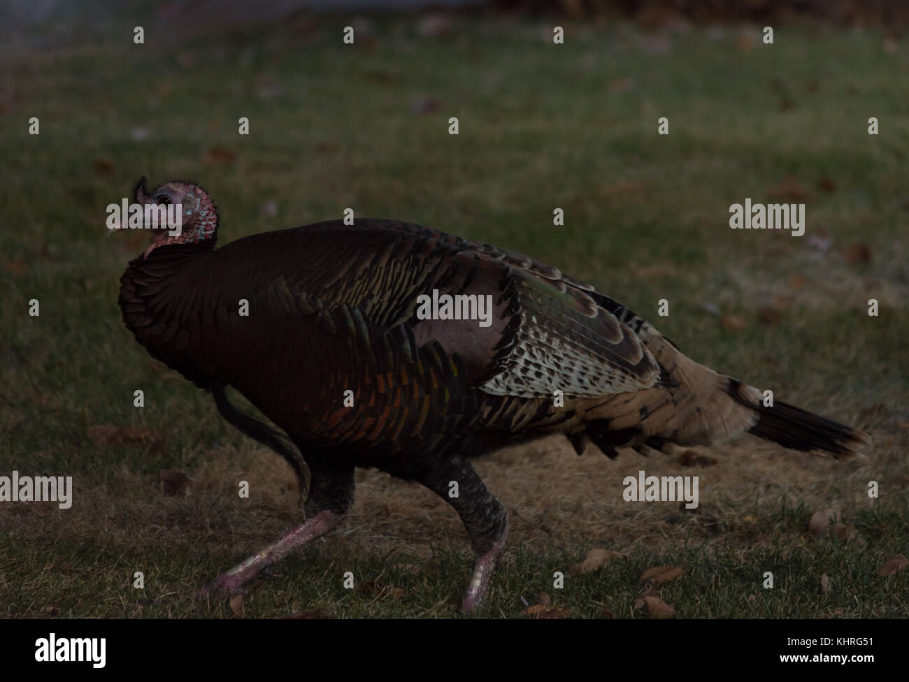 Close up of a young turkey looking away from the camera. He is part of a flock. Stock Photo