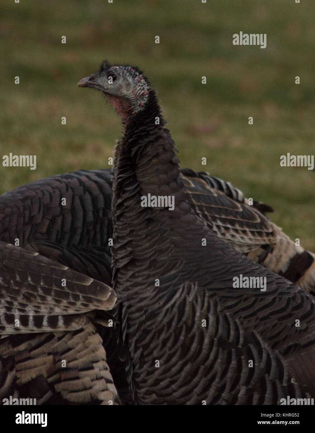 Close up of a young turkey looking away from the camera. He is part of a flock. Stock Photo