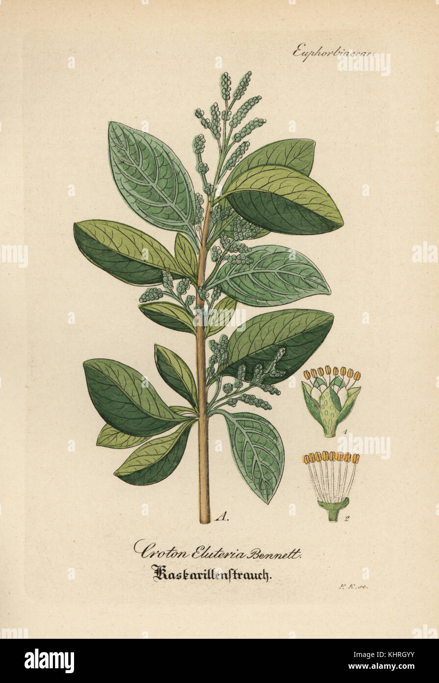 Cascarilla Bark - (Croton elutaria) - Luminescents