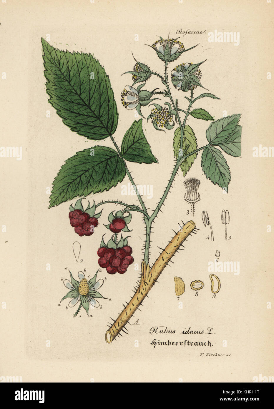 Raspberry, Rubus idaeus. Handcoloured copperplate engraving from Dr. Willibald Artus' Hand-Atlas sammtlicher mediinisch-pharmaceutischer Gewachse, (Handbook of all medical-pharmaceutical plants), Jena, 1876. Stock Photo