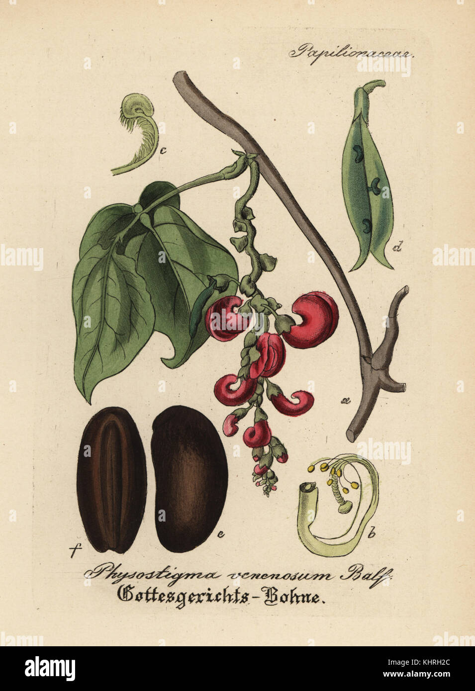 Calabar bean or ordeal bean, Physostigma venenosum. Handcoloured copperplate engraving from Dr. Willibald Artus' Hand-Atlas sammtlicher mediinisch-pharmaceutischer Gewachse, (Handbook of all medical-pharmaceutical plants), Jena, 1876. Stock Photo