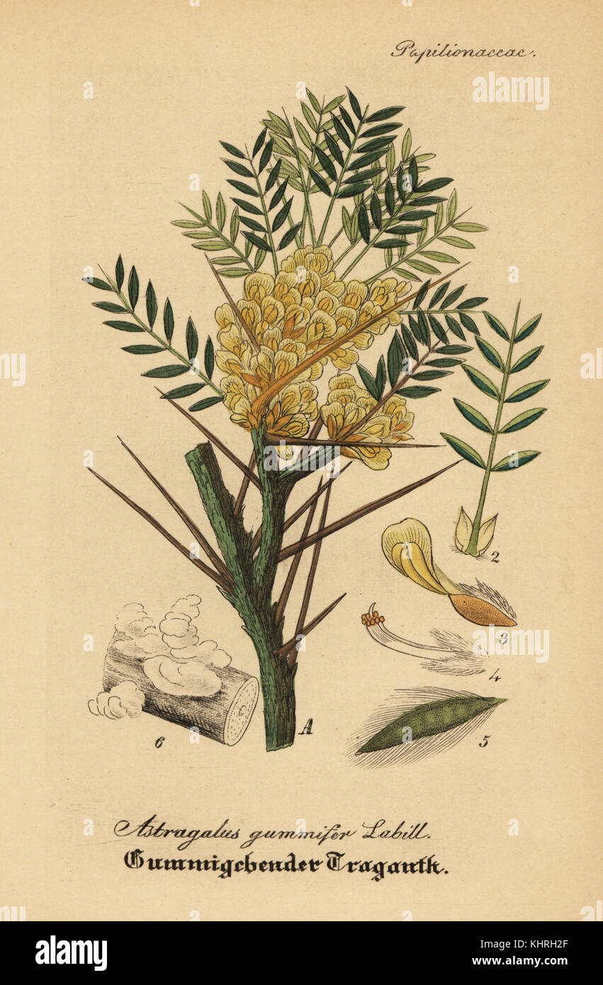 tragacanth, gum tragacanth milkvetch / Astragalus gummifer / Astragalus  gummifer / botany book, 1900 Stock Photo - Alamy