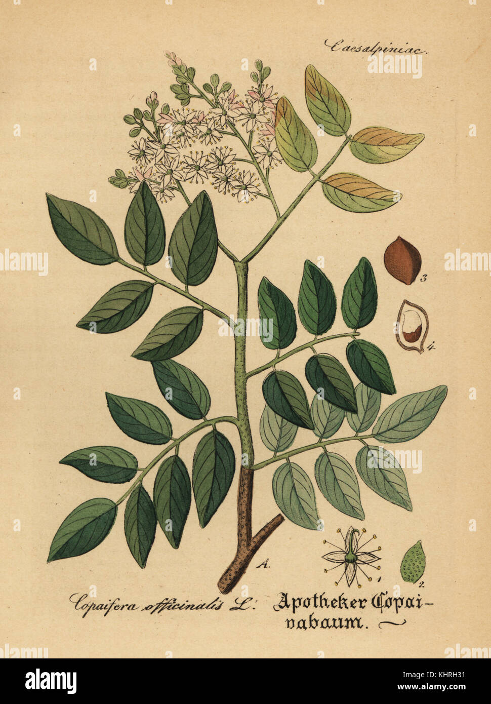 Diesel tree or rashed tree, Copaifera langsdorffii (Copaifera officinalis). Handcoloured copperplate engraving from Dr. Willibald Artus' Hand-Atlas sammtlicher mediinisch-pharmaceutischer Gewachse, (Handbook of all medical-pharmaceutical plants), Jena, 1876. Stock Photo