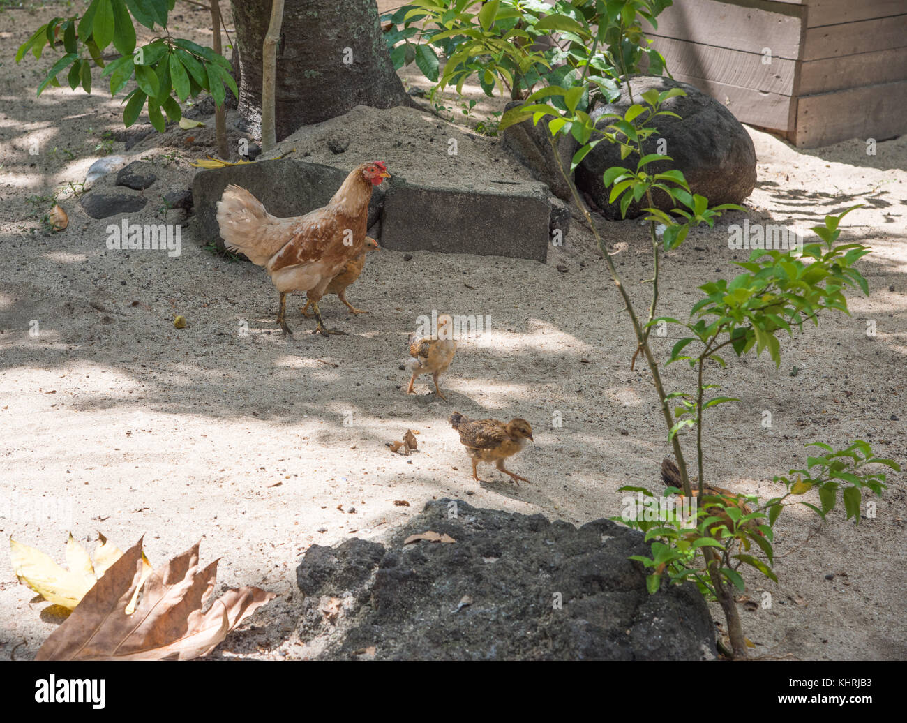 Mother hen and her babies roaming free on sandy ground on Dravuni Island, Fiji Stock Photo