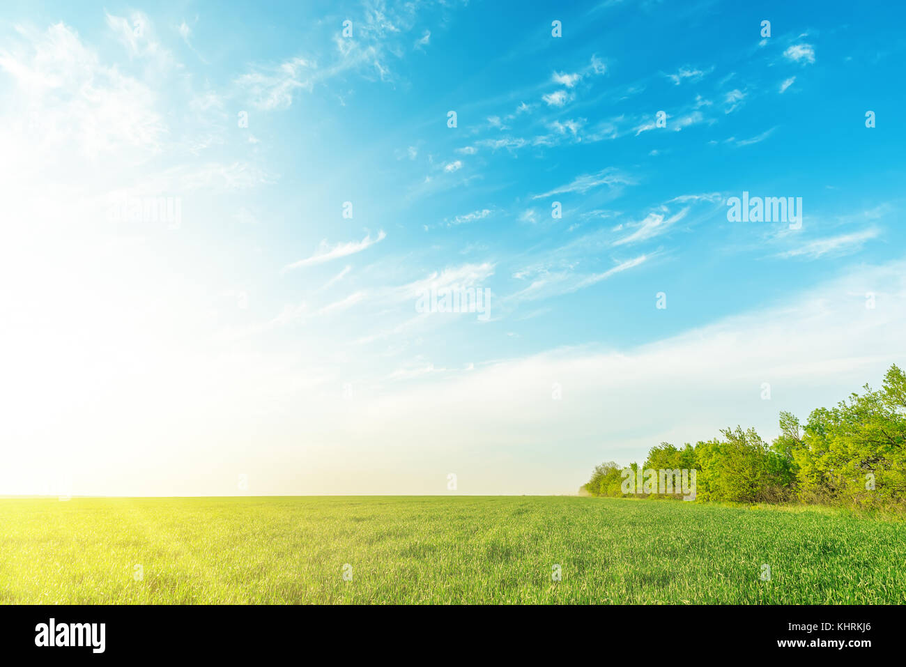 green grass field and trees under sunset in blue sky with clouds Stock ...