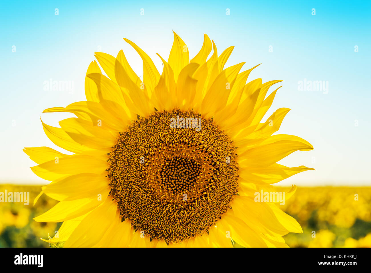 flower of sunflower closeup in field Stock Photo - Alamy