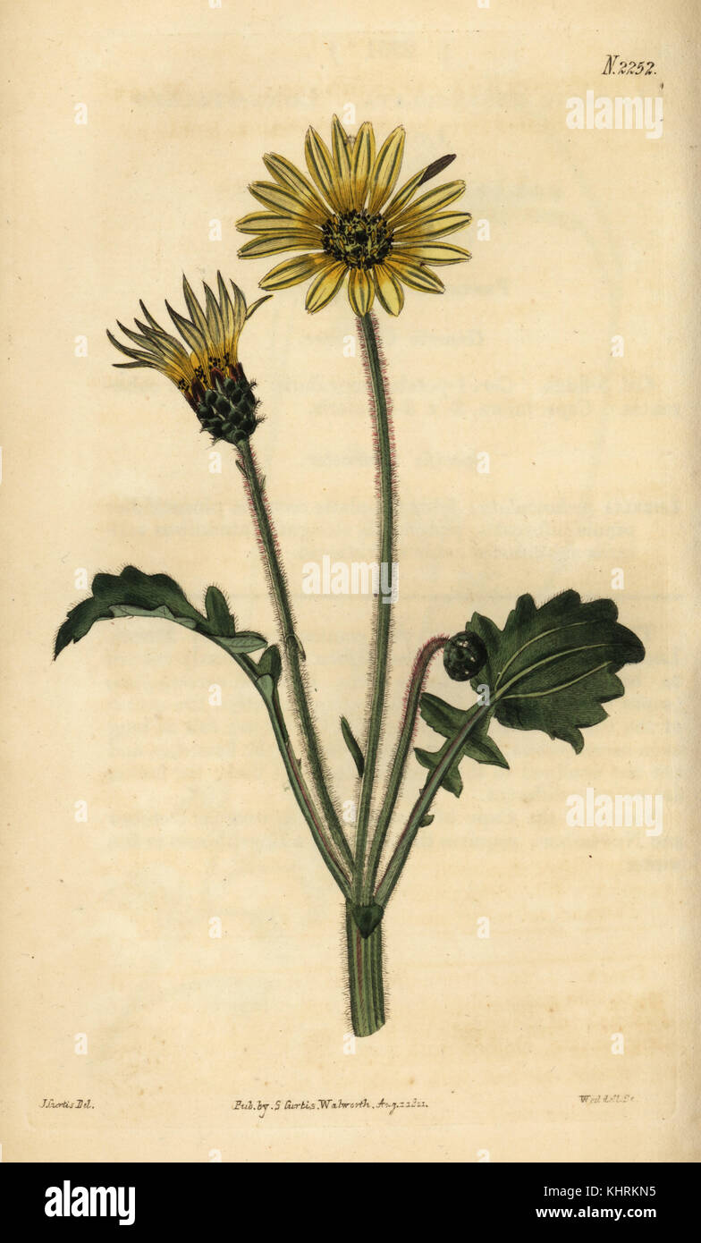 Capeweed, Arctotheca calendula (Cryptostemma calendulaceum). Handcoloured copperplate engraving by Weddell after an illustration by John Curtis from Samuel Curtis' Botanical Magazine, London, 1822. Stock Photo