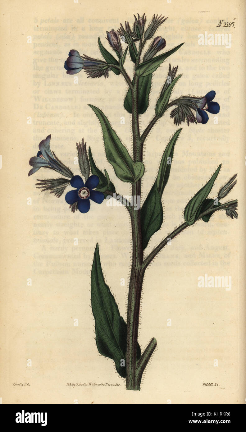 Italian bugloss, Anchusa azurea (Anchusa italica). Handcoloured copperplate engraving by Weddell after an illustration by John Curtis from Samuel Curtis' Botanical Magazine, London, 1821. Stock Photo