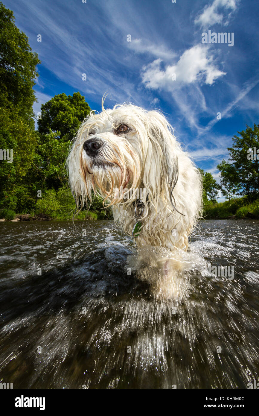 Small white long hair Havanese is in the river and struggles against the stream, in the background a blue sky with a few clouds surrounded by trees. L Stock Photo