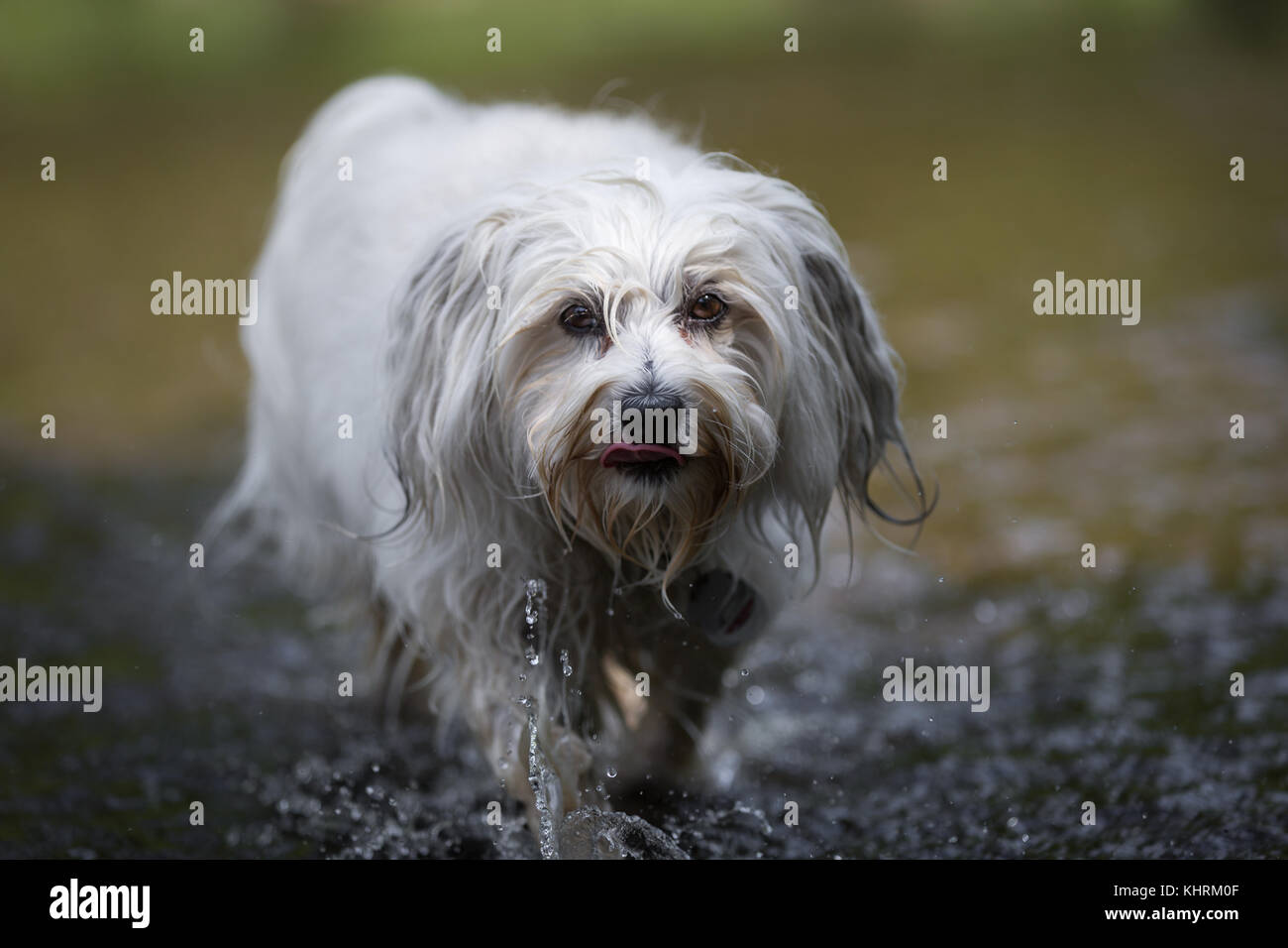 Very slowly and deliberately goes a little white Havanese through the water and watch it from his googly eyes at the photographer. Stock Photo
