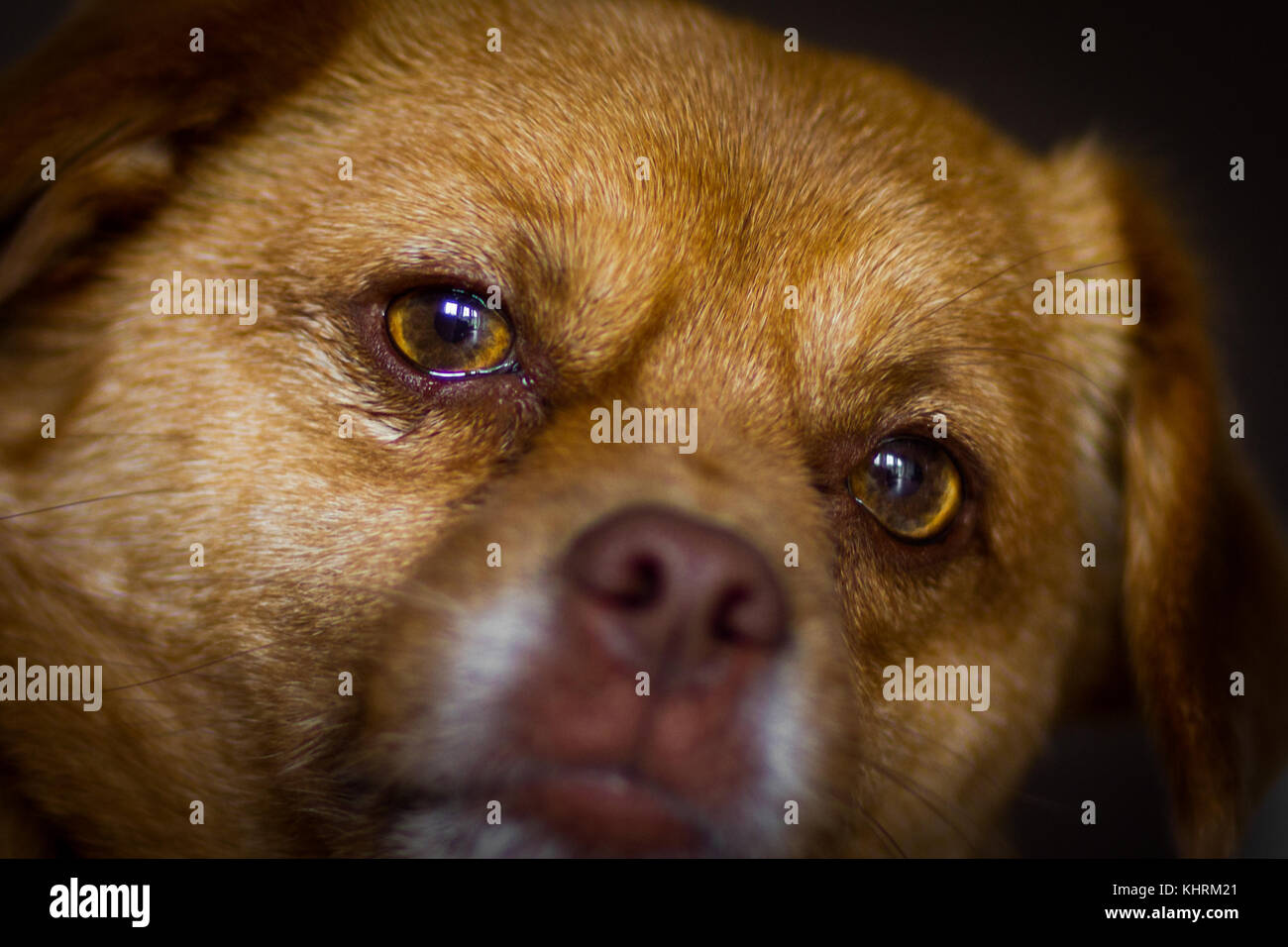 The loyal, amber-colored eyes a brown mixed breed dog looking right at the camera Stock Photo ...