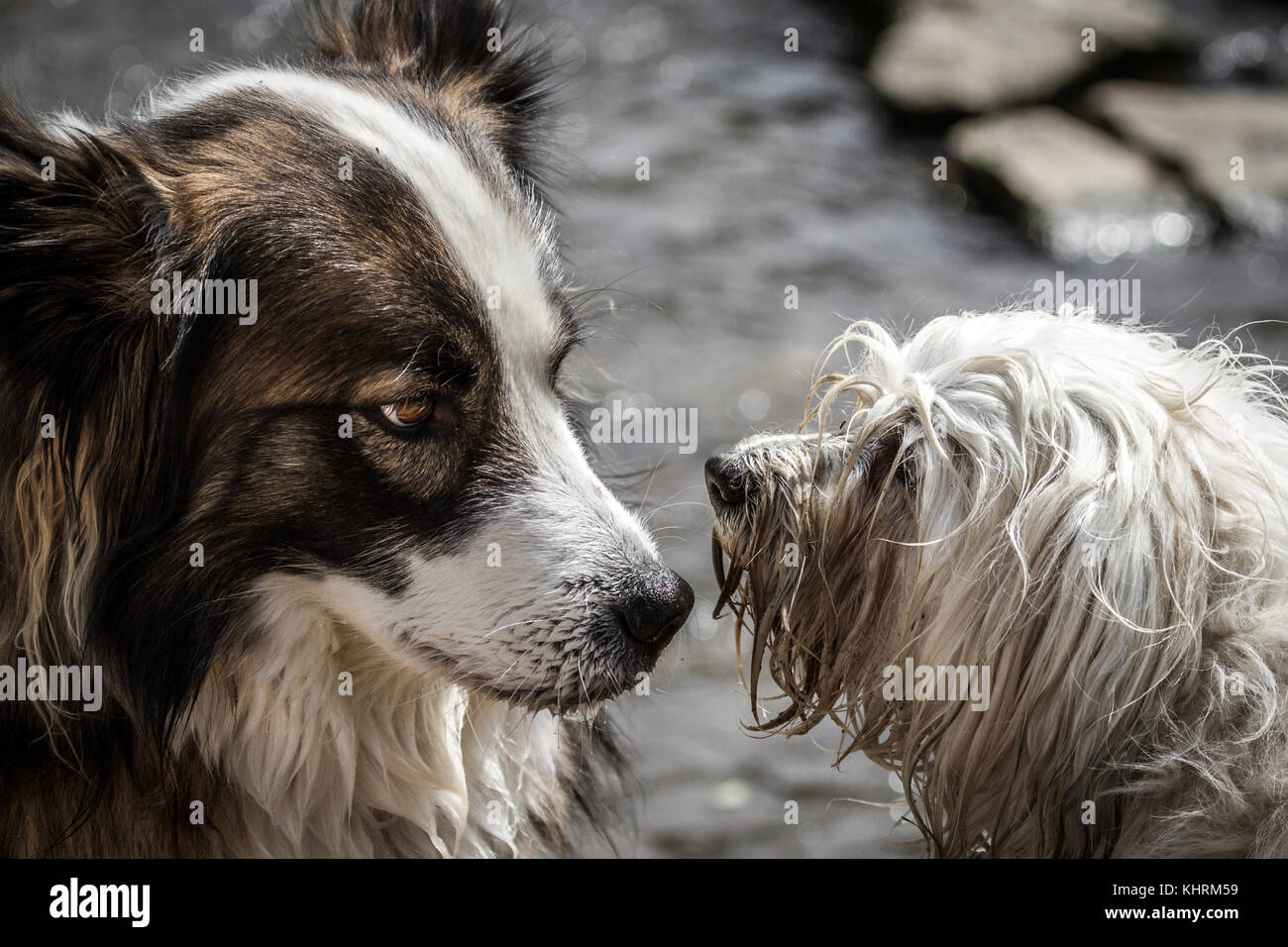 A mongrel dog and a Havanese dog will clarify who and when and where should the water. Man can see the tension of the situation on the attitude of the Stock Photo