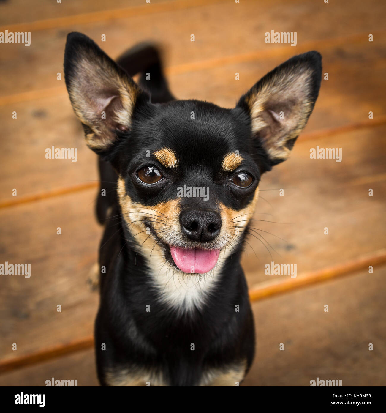 Miniature pinscher chihuahua hi res stock photography and images Alamy