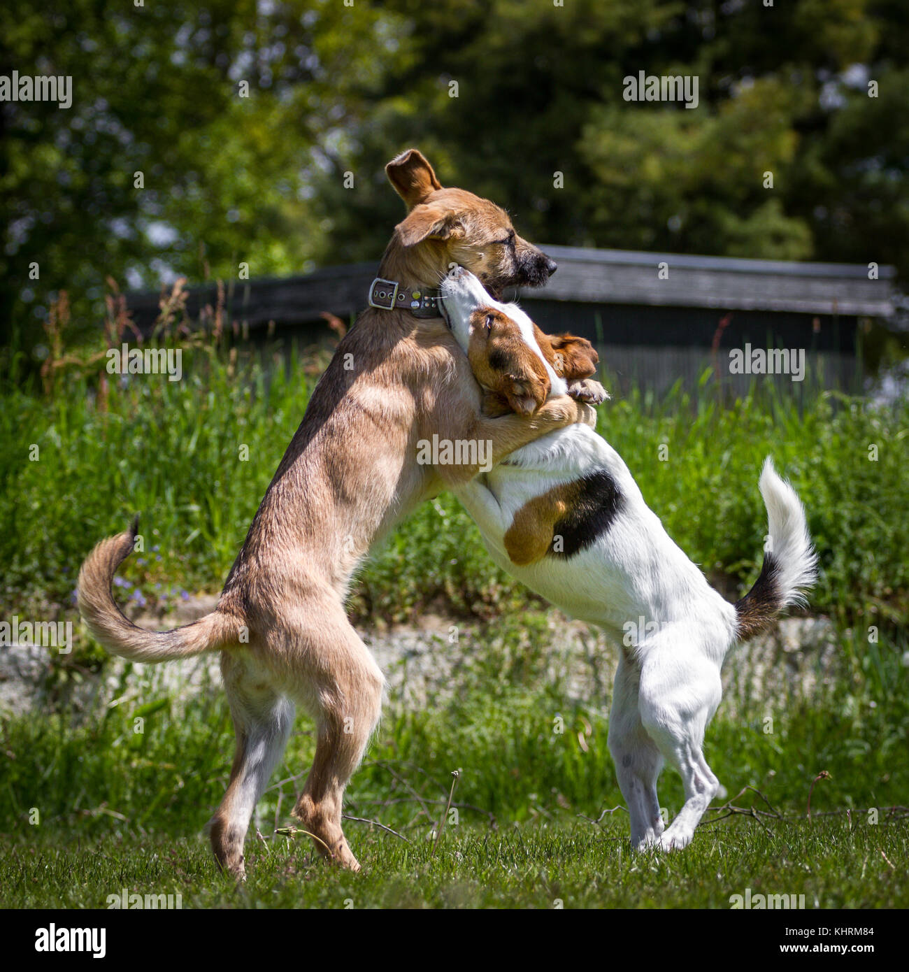 Two young dogs playing standing on its hind legs while the impression