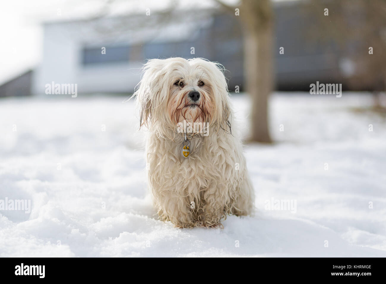 Little White Havanese sitting in the snow and looking carefully at the