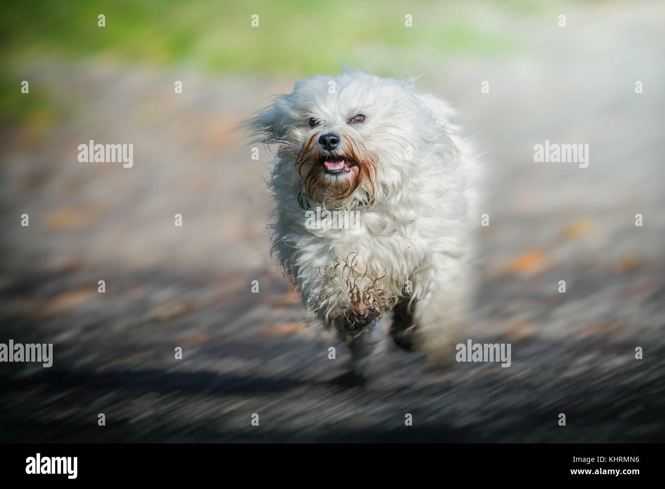 A Small White Long Haired Dog Runs Quickly Through The Picture