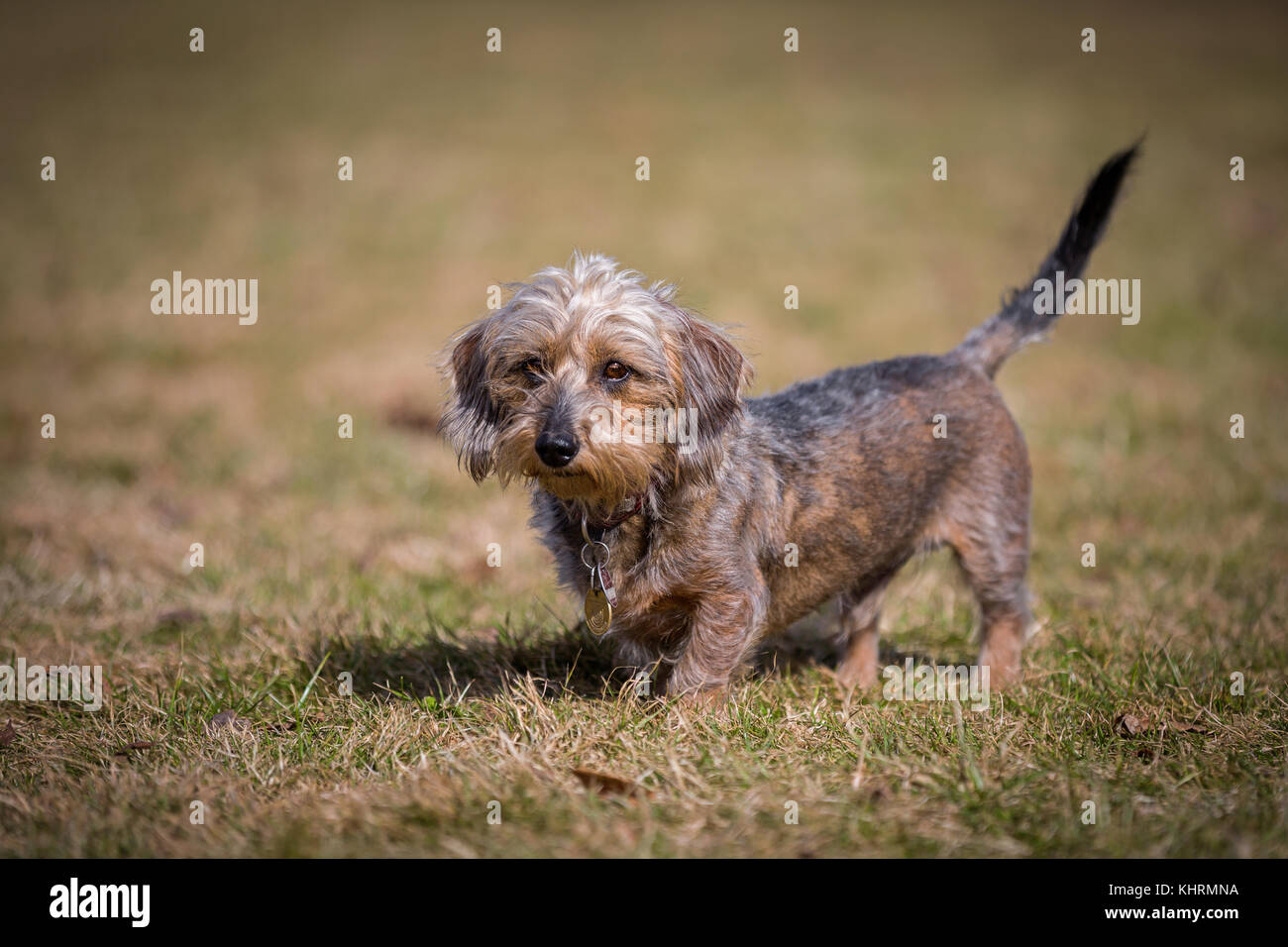 Small wire-haired miniature dachshund standing in a meadow and looking slightly past the photographer. Stock Photo