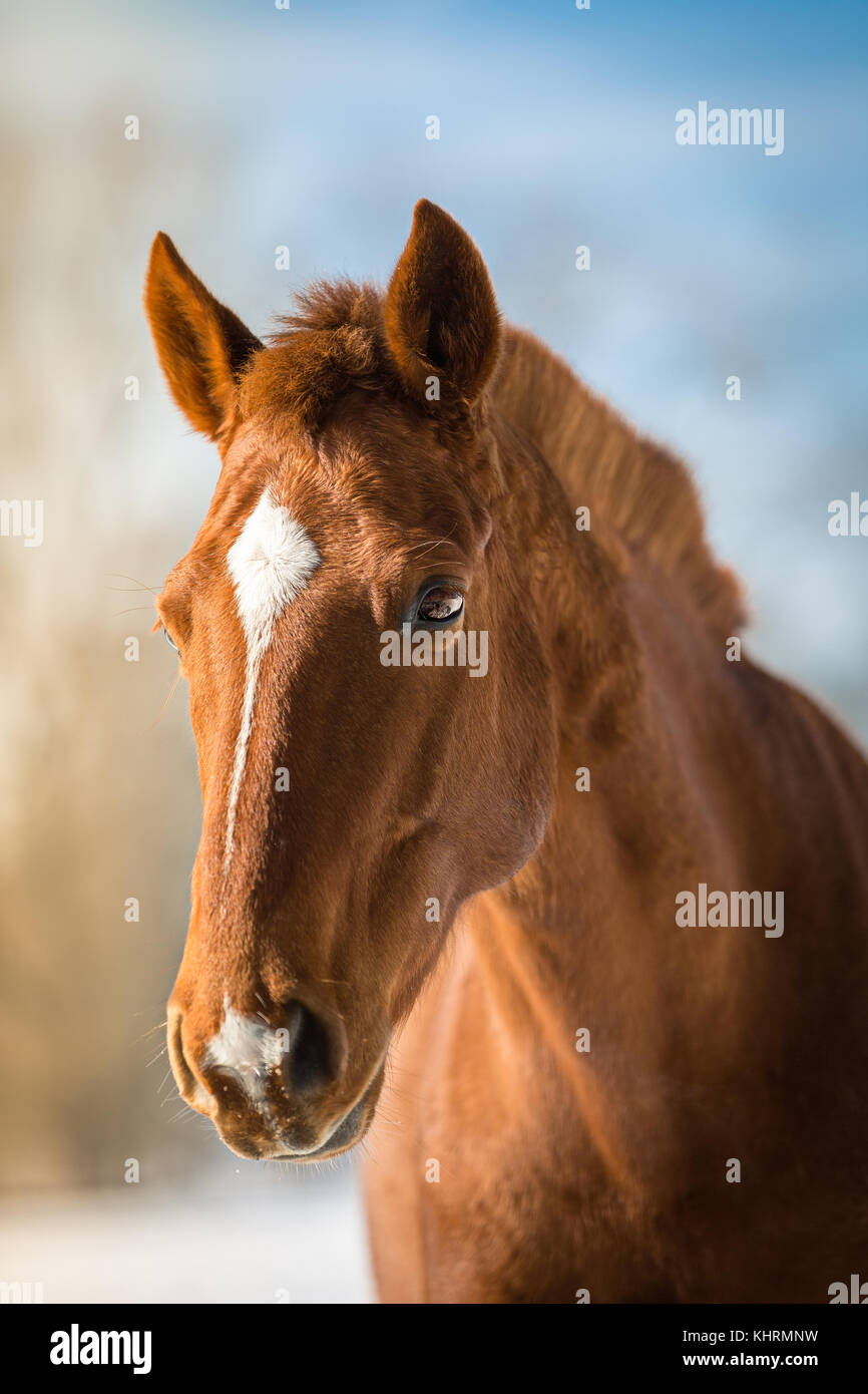 Photographed fox-colored horse in half profile with beautiful sunlight ...