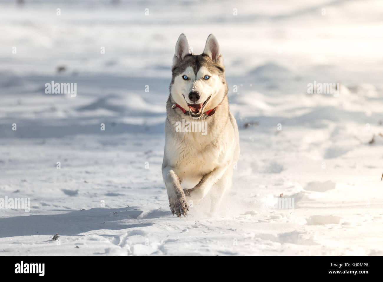 Husky running hi-res stock photography and images - Alamy