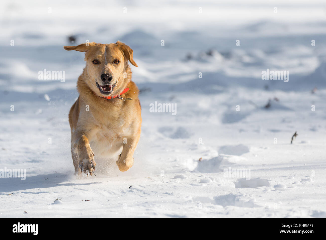 A Light Brown Labrador running towards the photographer in the snow. Stock Photo