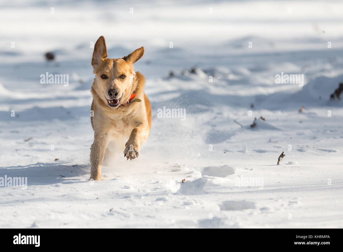 A Light Brown Labrador running towards the photographer in the snow. Stock Photo