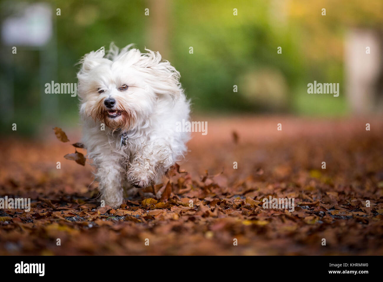 A small white Havanese running through autumn leaves Stock Photo Alamy