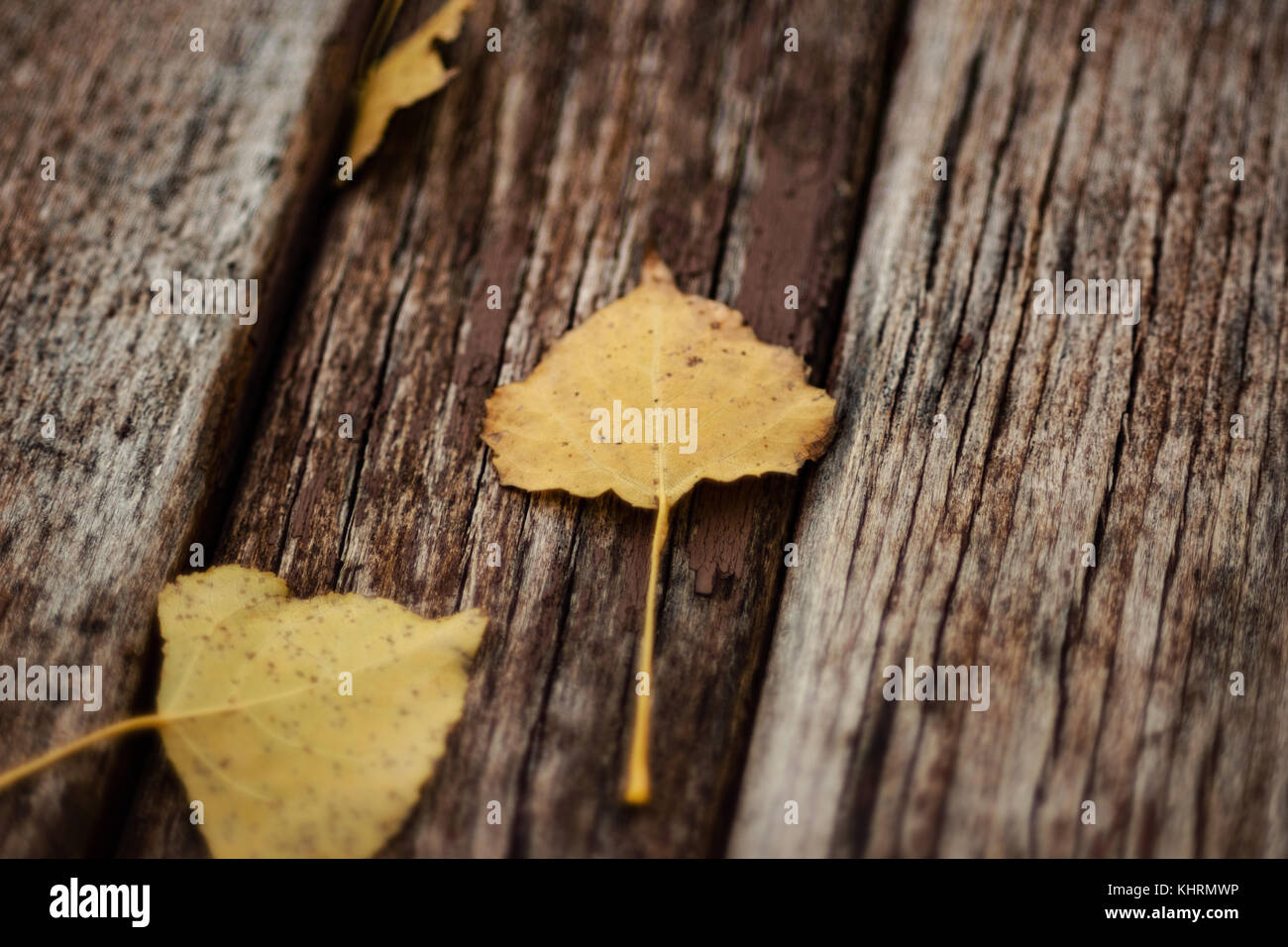 Autumn Leaves On Old Wooden Bench In The Park Stock Photo - Alamy