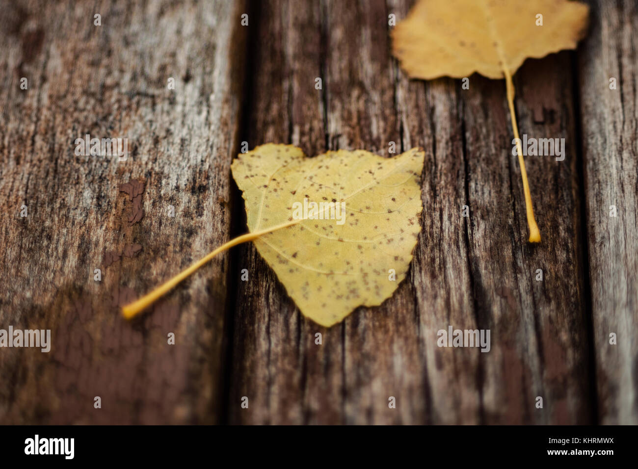 Autumn Leaves On Old Wooden Bench In The Park Stock Photo - Alamy