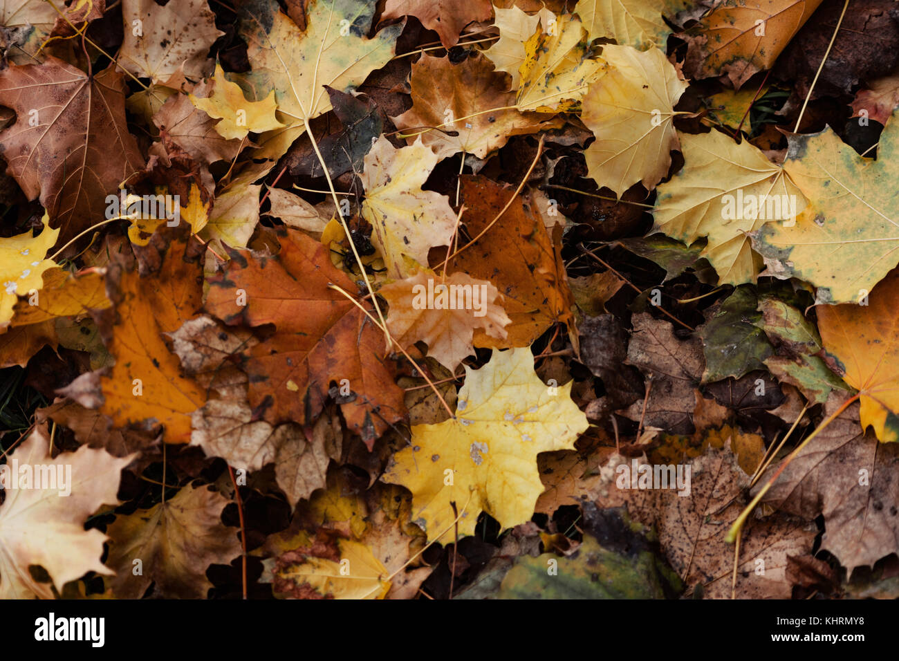Autumn Leaves On The Ground Stock Photo - Alamy