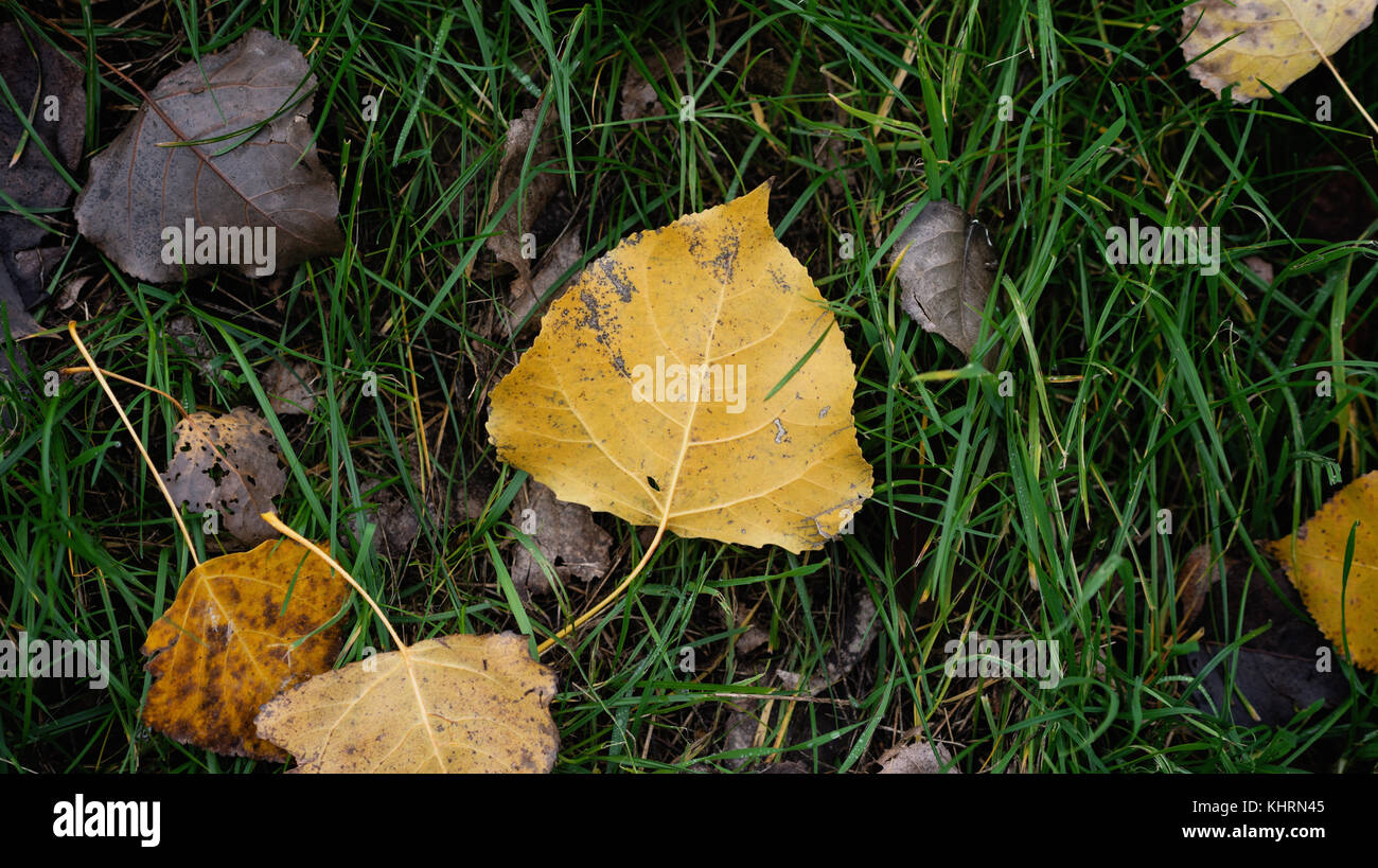 Ground with grass and yellow leaves hi-res stock photography and images ...