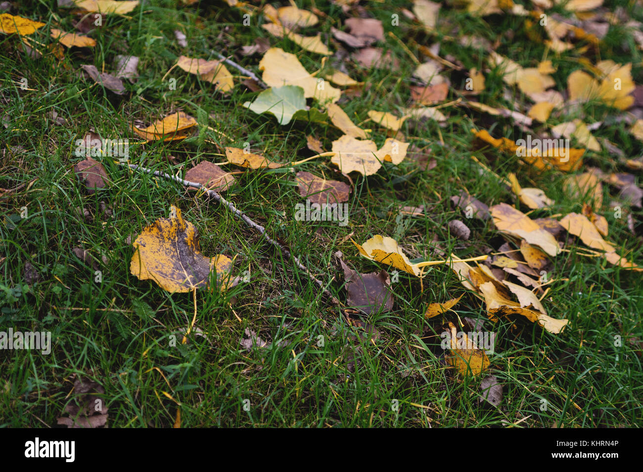 Ground with grass and yellow leaves hi-res stock photography and images ...