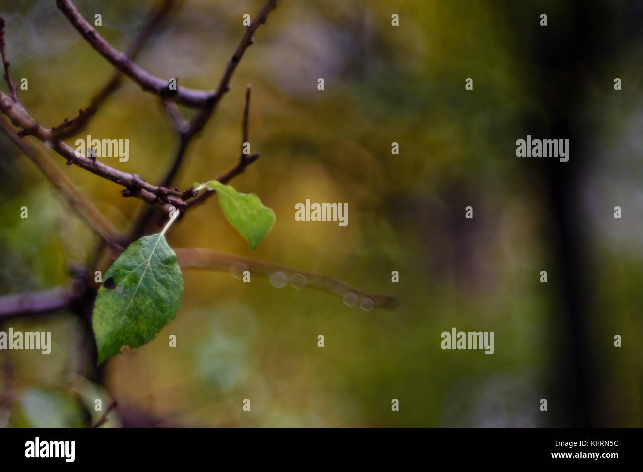 Close-Up Of Autumn Leaves Hanging From Branch Of Tree Stock Photo - Alamy