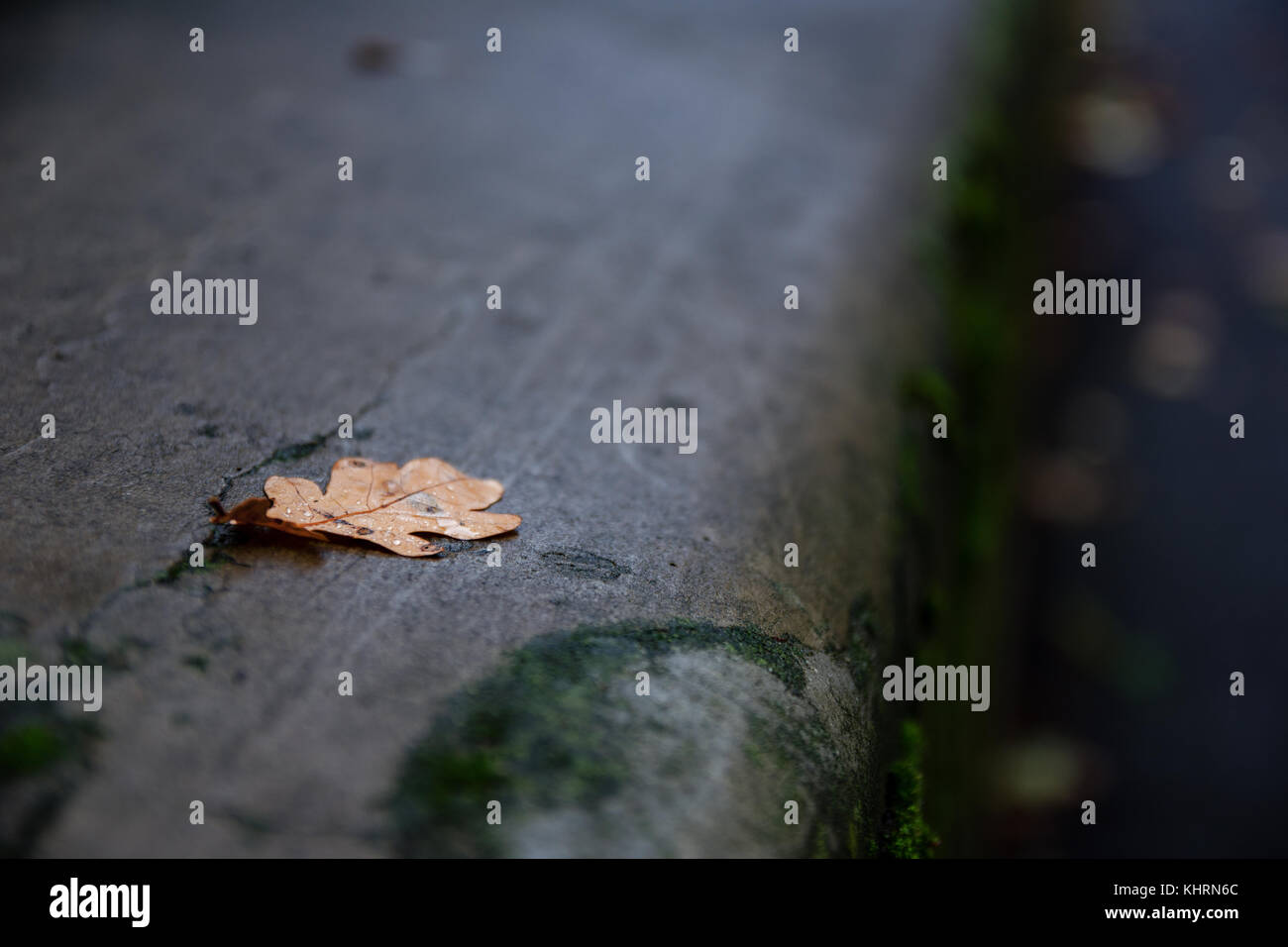 Autumn Leaf Fallen On The Ground Stock Photo - Alamy