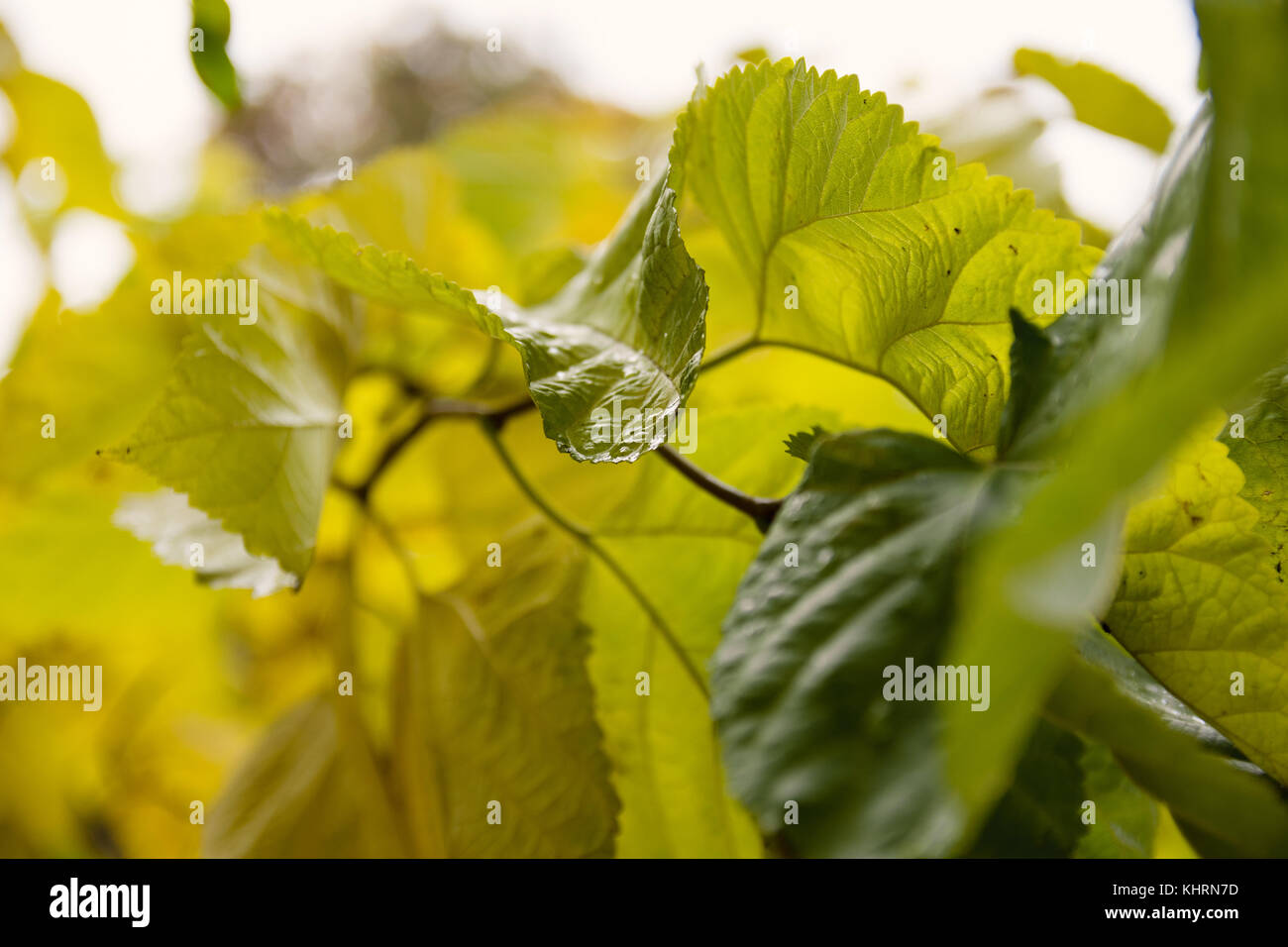 Close-Up Of Autumn Leaves Hanging From Branch Of Tree Stock Photo