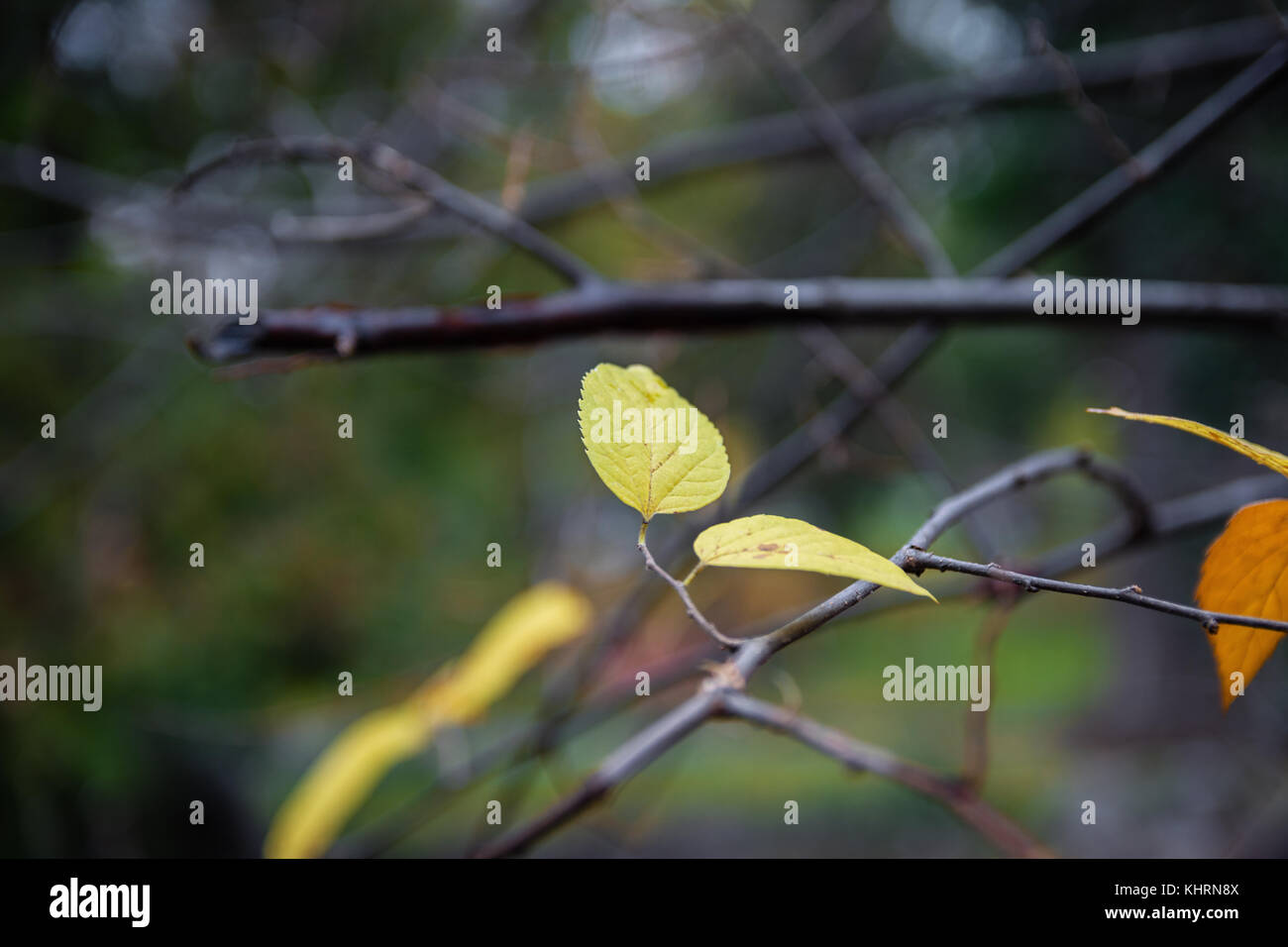 Close-Up Of Autumn Leaves Hanging From Branch Of Tree Stock Photo - Alamy