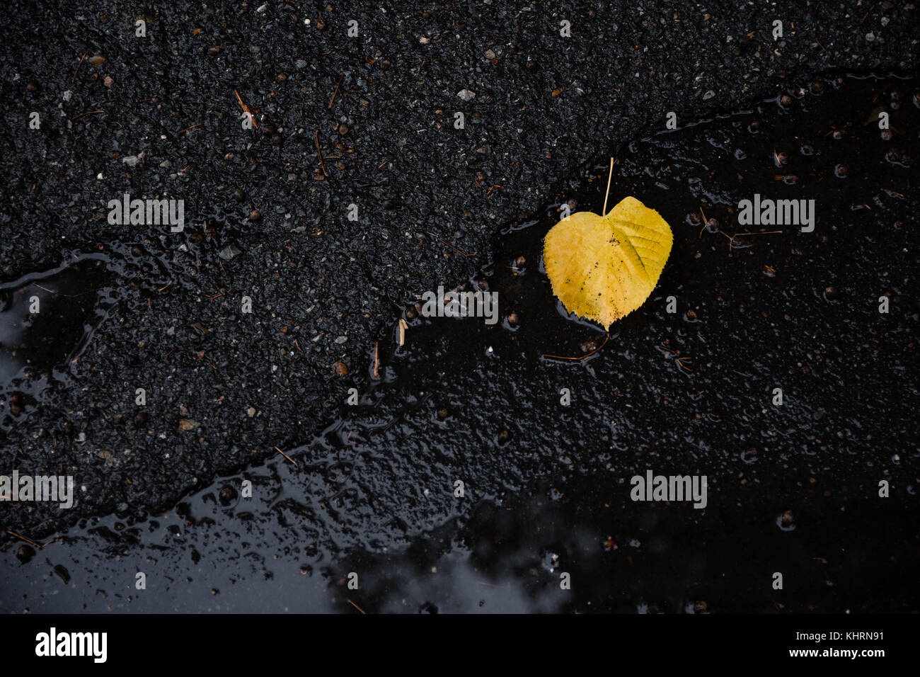 Autumn Leaf Fallen On The Ground Stock Photo - Alamy