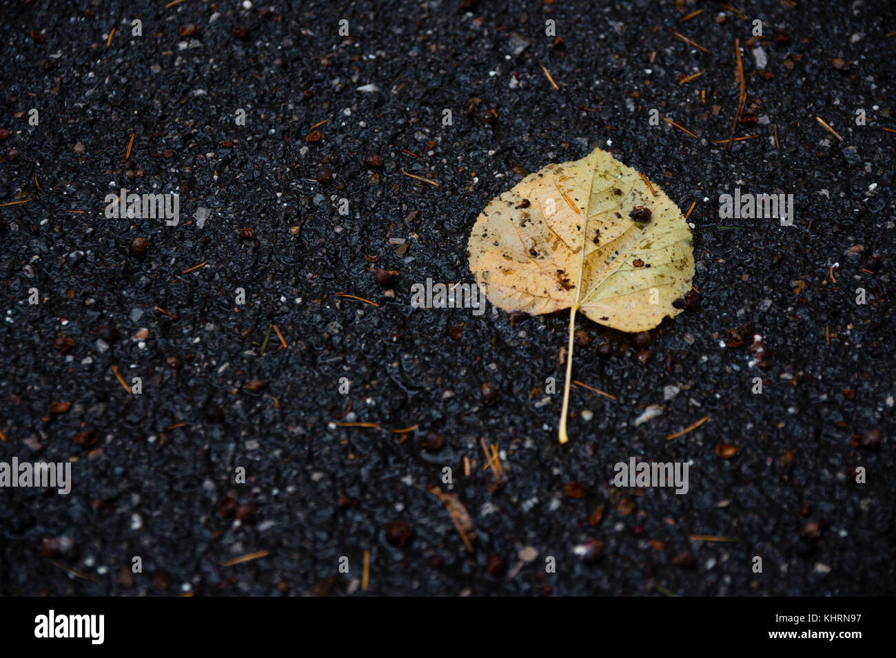 Autumn Leaf Fallen On The Ground Stock Photo - Alamy
