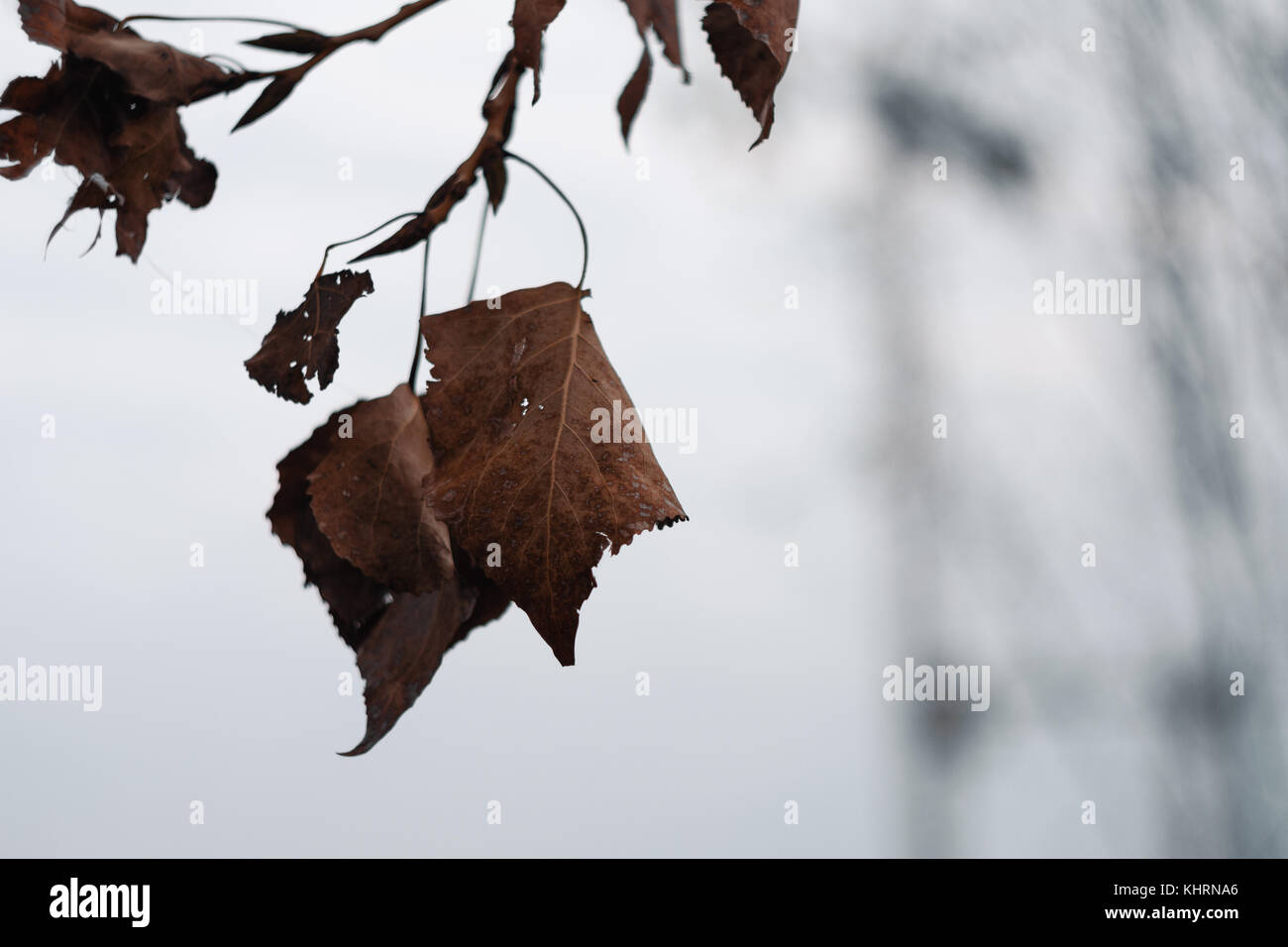 Close-Up Of Autumn Leaves Hanging From Branch Of Tree Stock Photo - Alamy